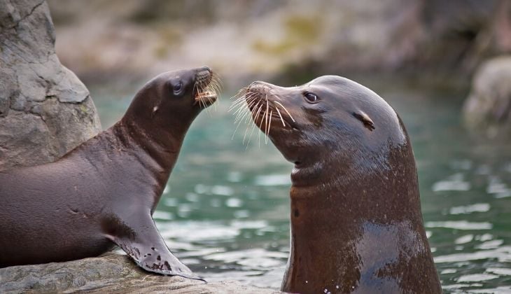 sea lions - selwo marina