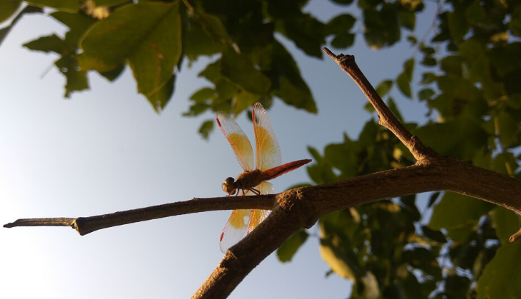 rural getaway Malaga with children the route of the dragonflies