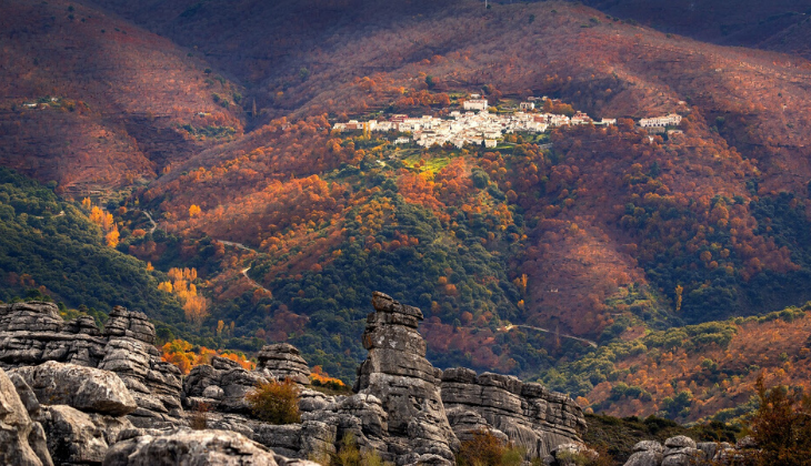 Pinsapo de la Escalareta, Serranía de Ronda