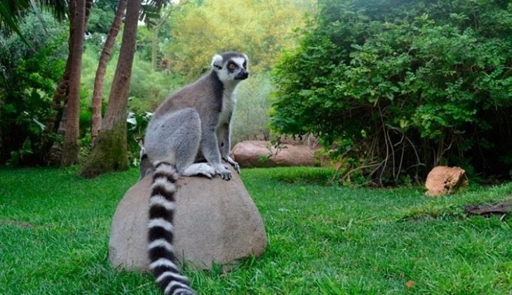 Bioparc Fuengirola, activities with kids in Malaga