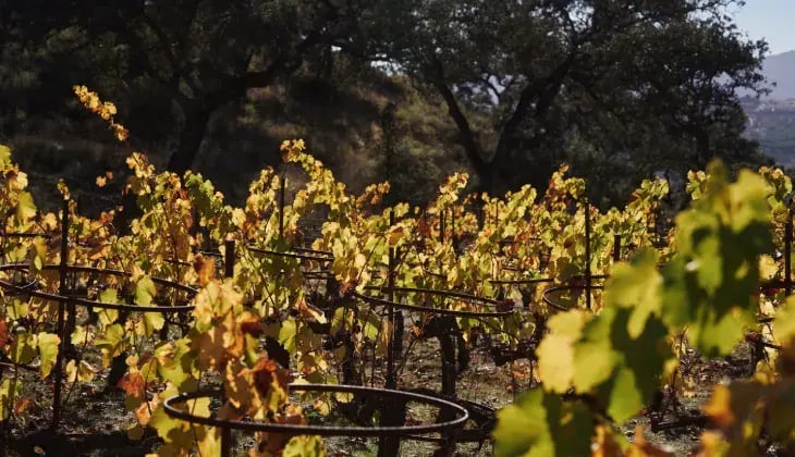 La cultura del vino en La Melonera 6