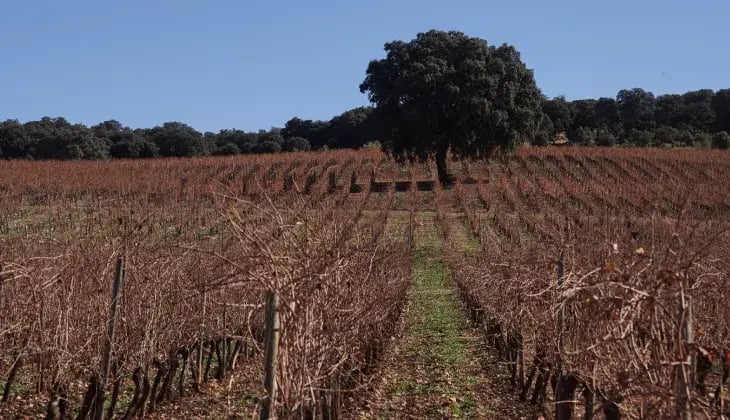 La cultura del vino en Ronda. Viñas Cortijo Los Aguilares 10