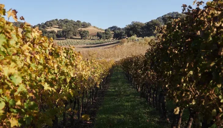 La cultura del vino en la serranía de Ronda 2