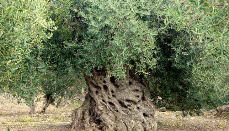 tausendjährige Olivenbäume
