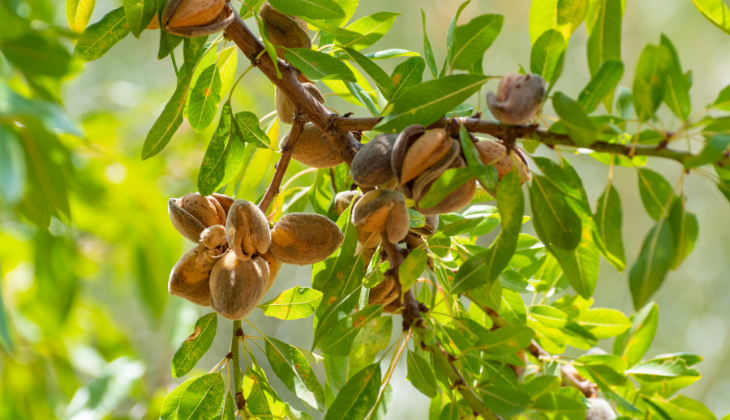 Journée des amandes