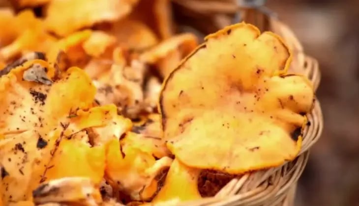 jornadas micológicas