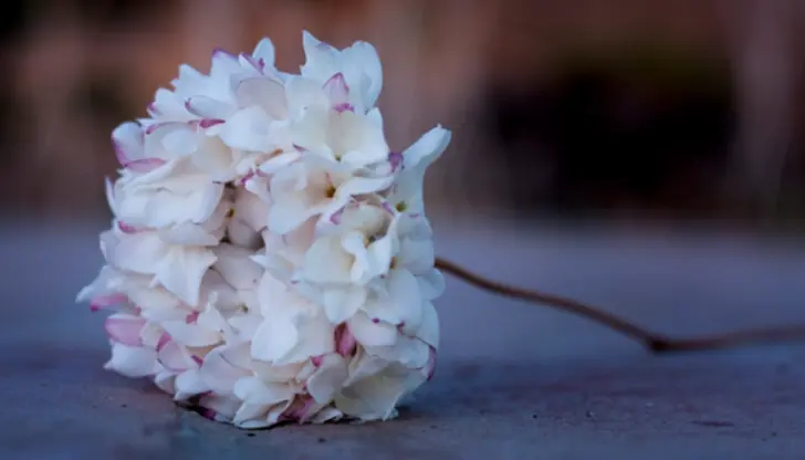 Die Biznaga: Wie sie zum Symbol von Málaga wurde